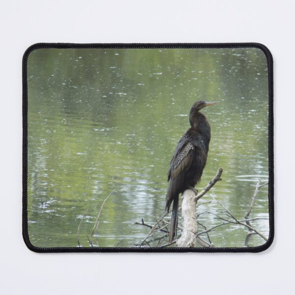 Item preview, Nonbreeding Adult Double-Crested Cormorant designed and sold by DragonCGallery.