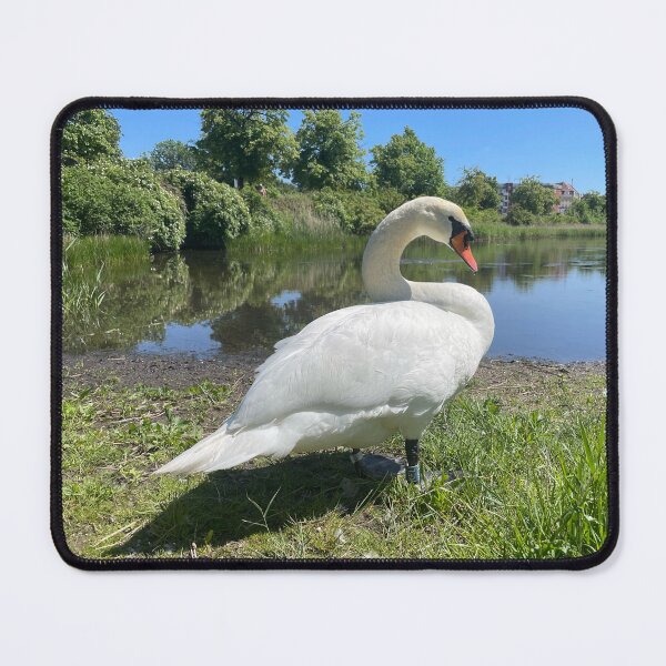 Item preview, Swan • Christianshavn • Green • 2022 designed and sold by Mortinus.