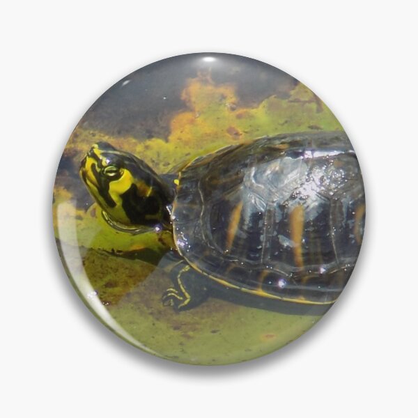 Aperçu de l'œuvre Bébé Étang Curseur Tortue Vue Latérale Eau créée et vendue par DragonCGallery.