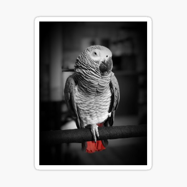 African Grey Parrot Photograph Sticker