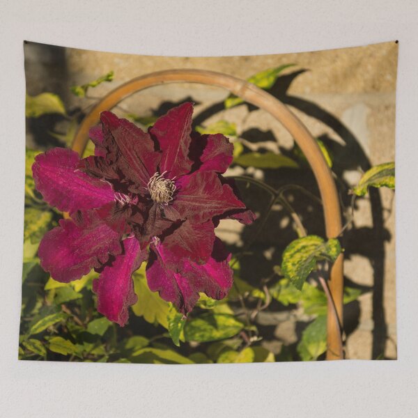 Item preview, Velvety Hot Summer - Cardinal Clematis in the Sunshine designed and sold by Georgia Mizuleva.