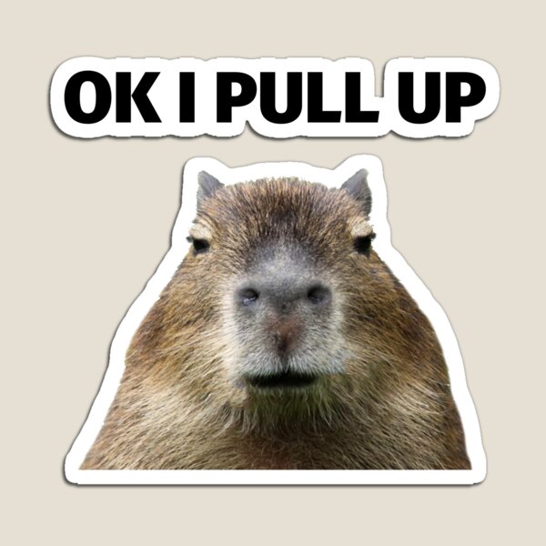 Imanes: Capibara | Redbubble