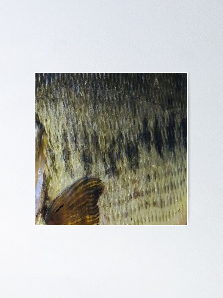 Largemouth Bass Skin (Natural) Fish Scale Pattern | Poster