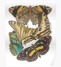 Vintage Butterflies Poster