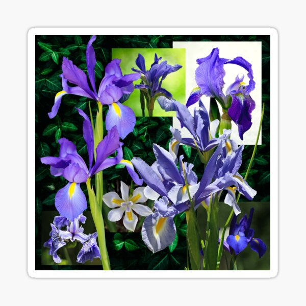 Item preview, Blue Iris Collection designed and sold by RubyThyme.