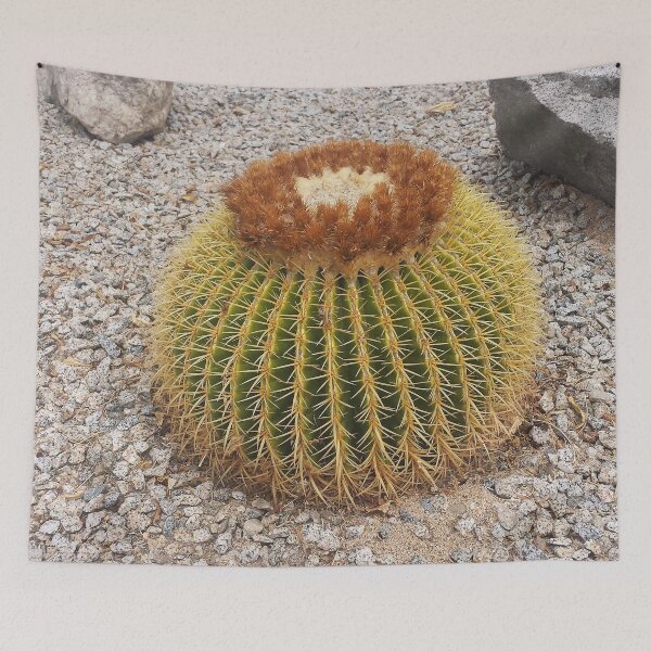 Item preview, Barrel Cactus designed and sold by blakcirclegirl.