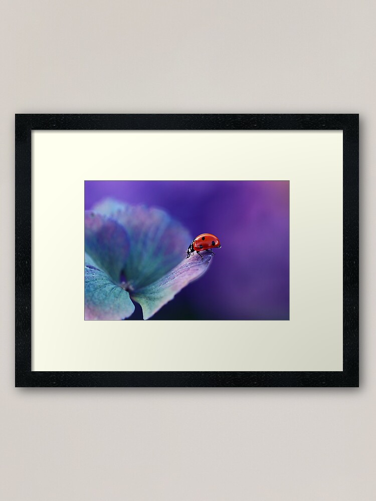Alternate view of Ladybird....... Framed Art Print