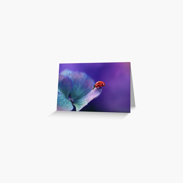 Ladybird....... Greeting Card