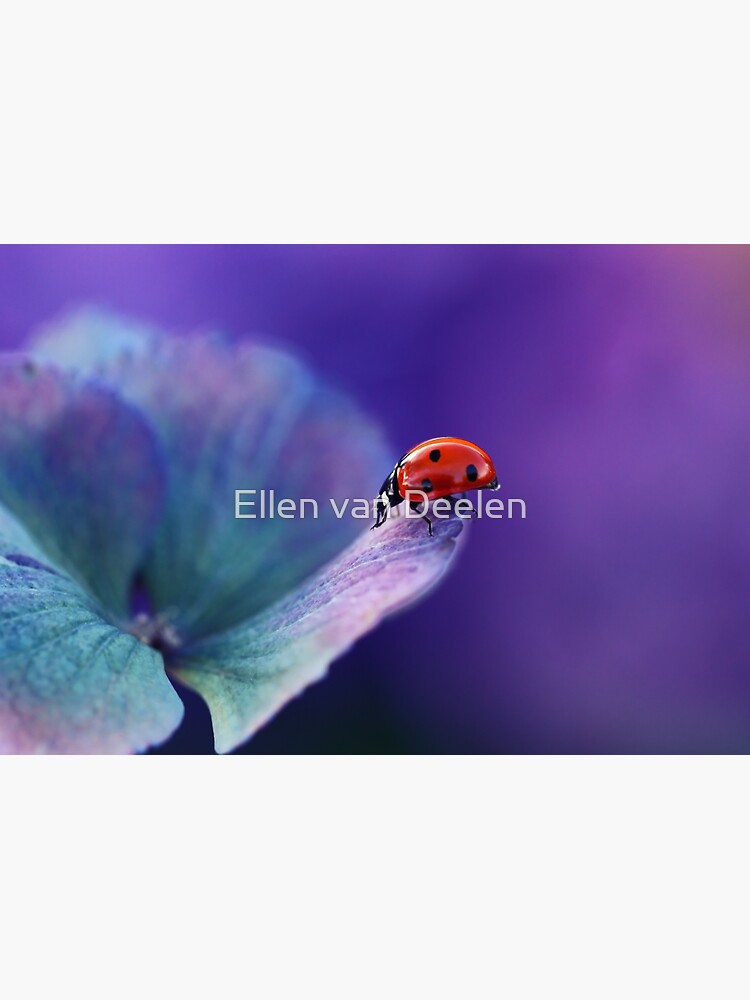 Ladybird....... by Ellen