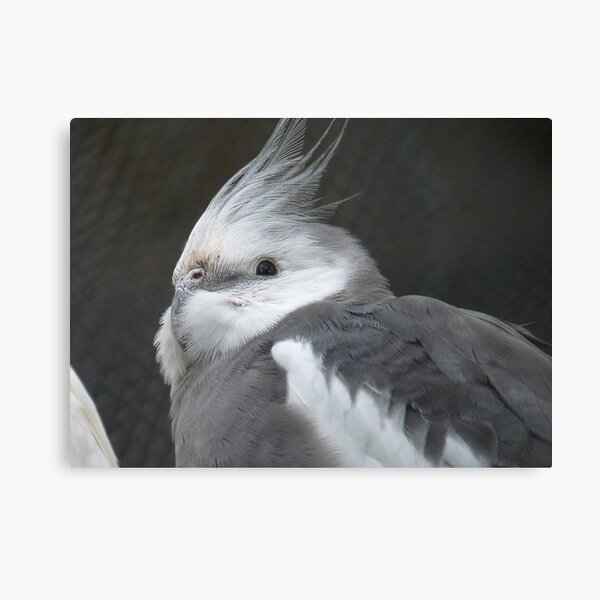 I made a wish - White faced Cockatiel - New Zealand Canvas Print