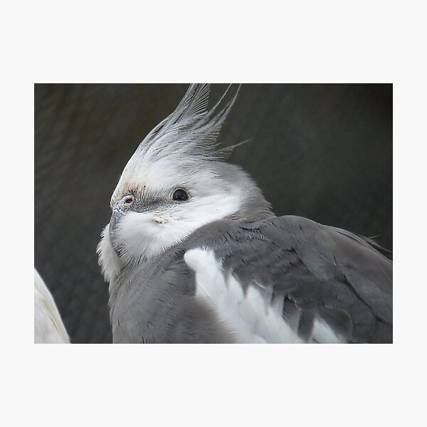 I made a wish - White faced Cockatiel - New Zealand Photographic Print