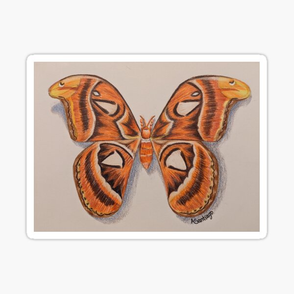 Atlas Moth  Sticker