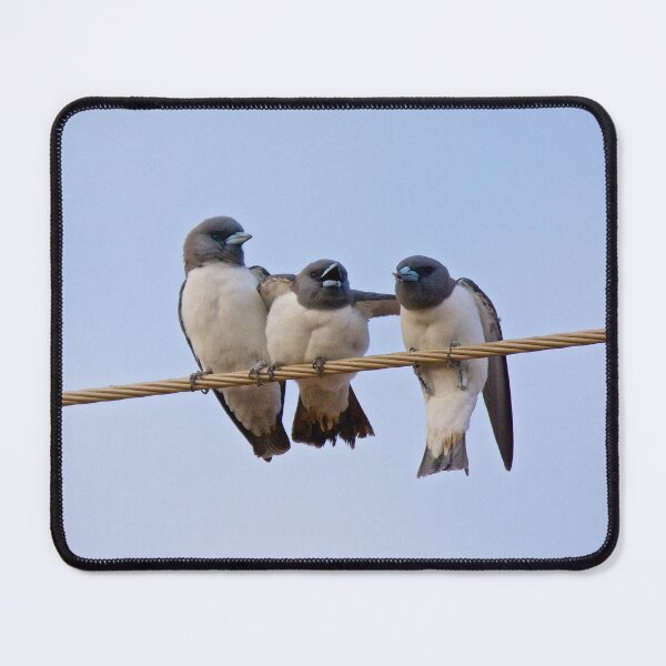 Item preview, NT ~ SWALLOW ~ White-breasted Woodswallow YNW2KSGZ by David Irwin 15012021 designed and sold by tasmanianartist.