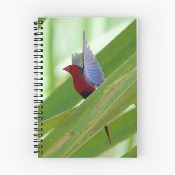 Artikelvorschau, NT ~ FINCH ~ Crimson Finch rz3V6EmX von David Irwin 15012021 entworfen und verkauft von tasmanianartist.