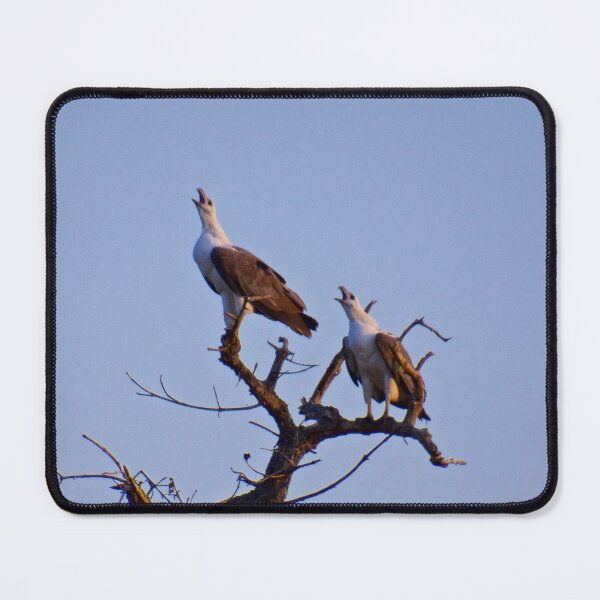 Item preview, NT ~ RAPTOR ~ White-bellied Sea-Eagle M2VRBM3A4  by David Irwin 15012021 designed and sold by tasmanianartist.