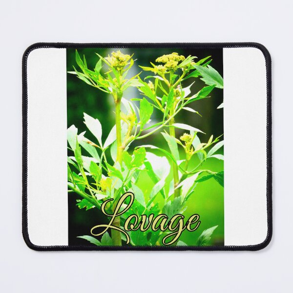 Item preview, Lovage (Levisticum officinale) designed and sold by angel1.