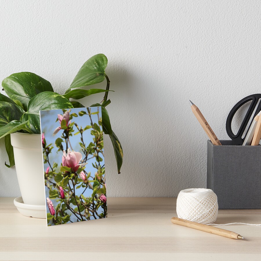 Magnolia blossoms Art Board Print