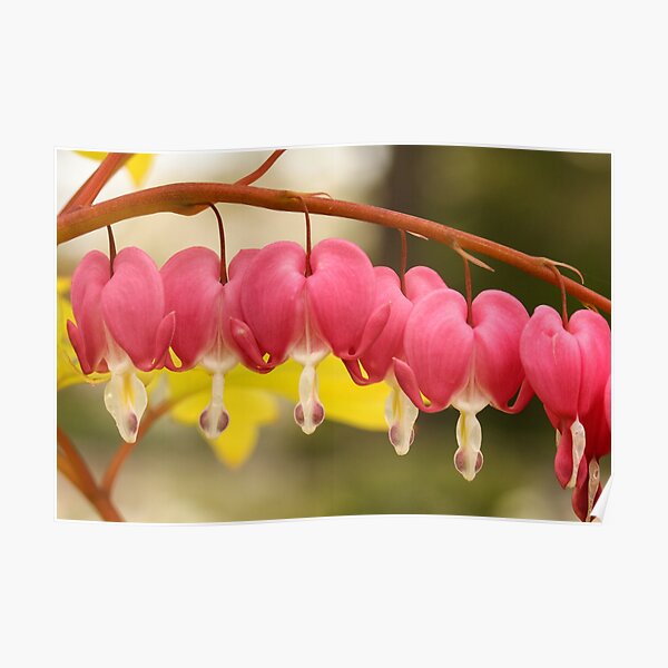 Love Bleeding Hearts Poster