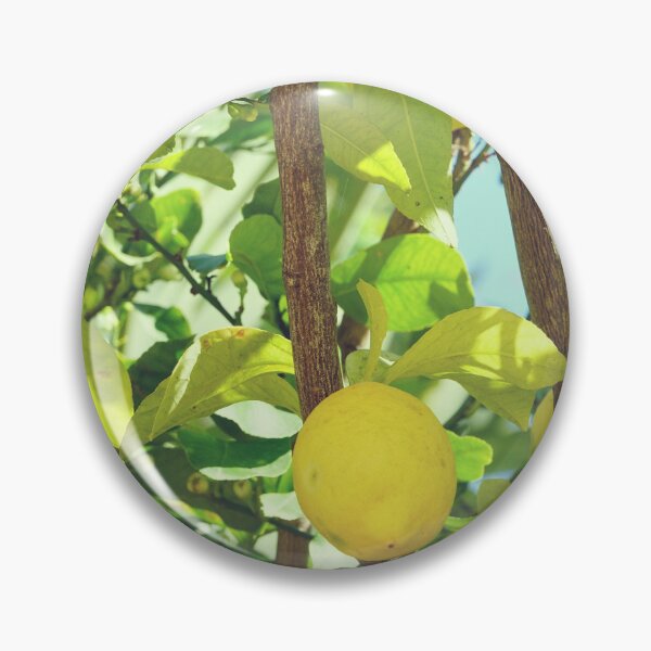 Item preview, Limoncello Lemons Tree in Capri Island, Italy designed and sold by CarolinaReina.