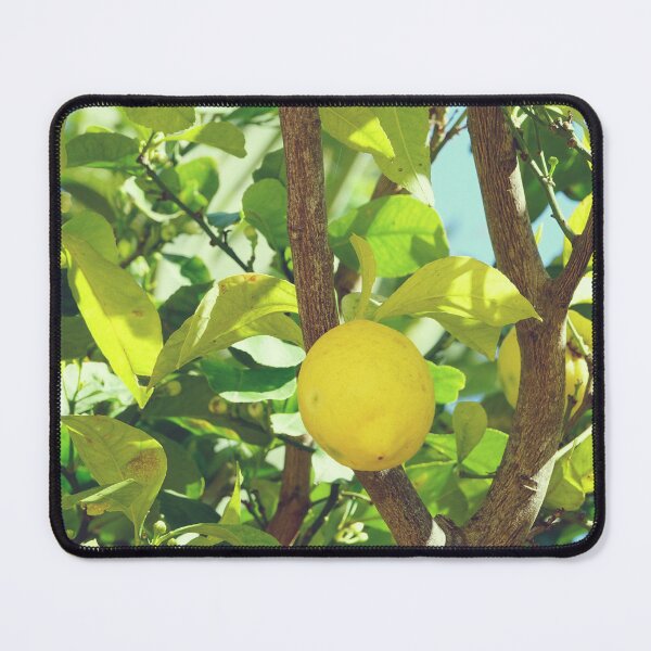 Item preview, Limoncello Lemons Tree in Capri Island, Italy designed and sold by CarolinaReina.
