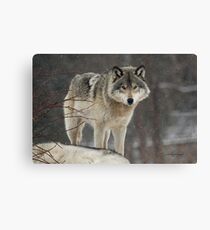 Dominant Wolf Canvas Print