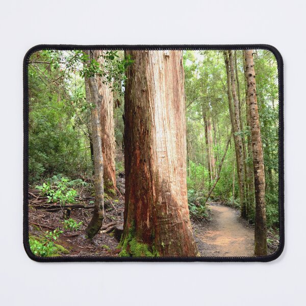 Item preview, A Track through the Wilderness - Tahune Rainforest designed and sold by imaginethis.