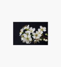 Plum Blossom Art Board