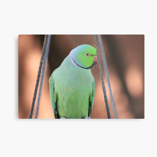 Indian Ringneck Parrot in my garden Metal Print