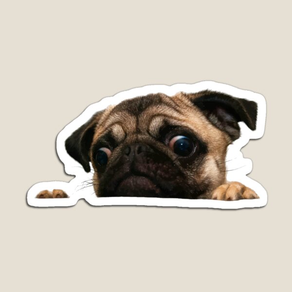 PEEK A PUG Magnet
