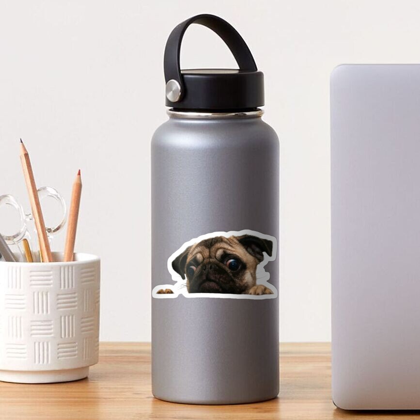 PEEK A PUG Sticker