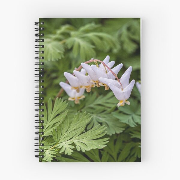Item preview, Dutchman's breeches designed and sold by PhotosByHealy.