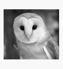 Curious Barn Owl (b&w) Photographic Print