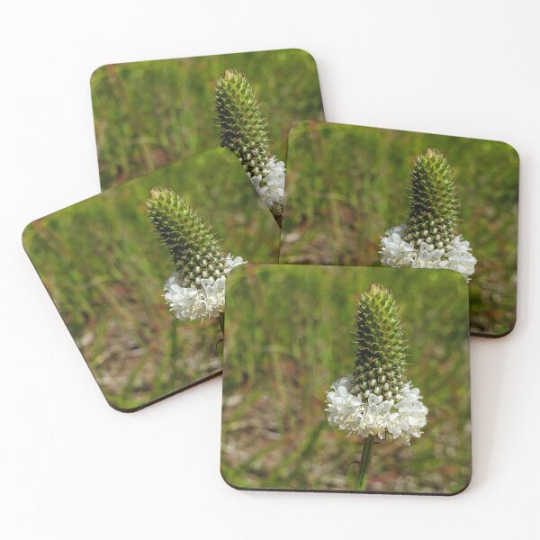 Item preview, White prairie clover designed and sold by schmidy-botany.