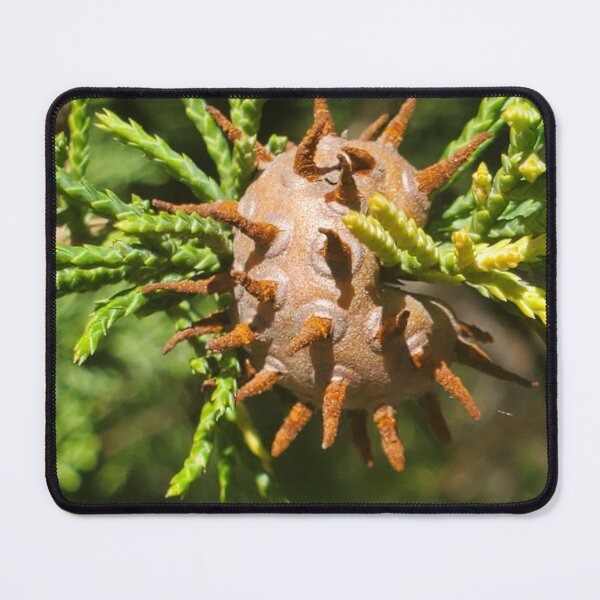 Item preview, Juniper apple rust  designed and sold by schmidy-botany.