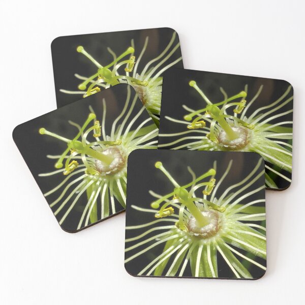 Item preview, Dwarf passionflower in summer forest designed and sold by schmidy-botany.