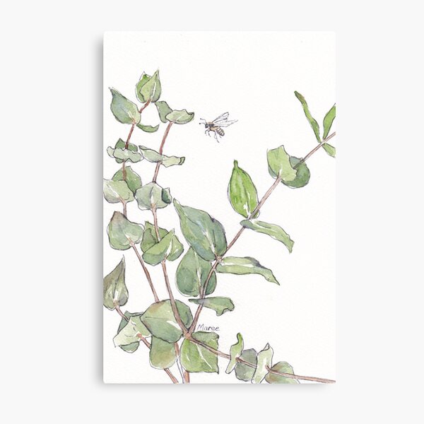 Gums and bees - Botanical illustration Metal Print
