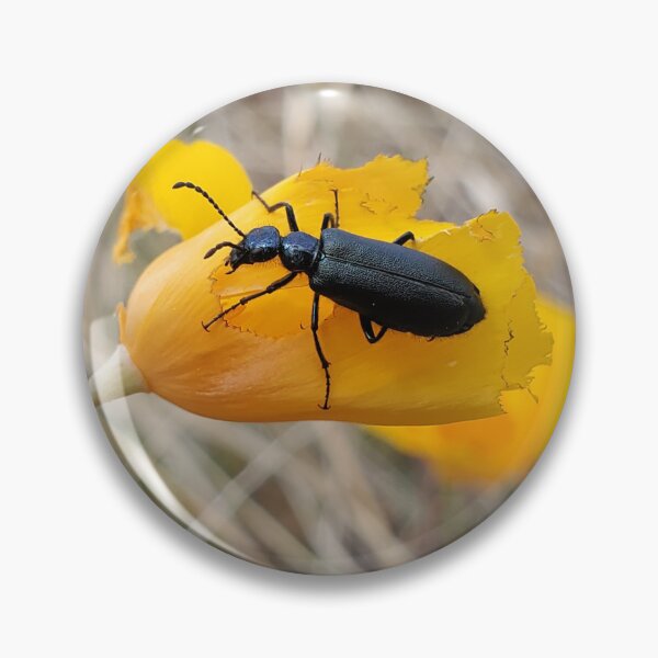 Item preview, Blister beetle on poppy designed and sold by schmidy-botany.