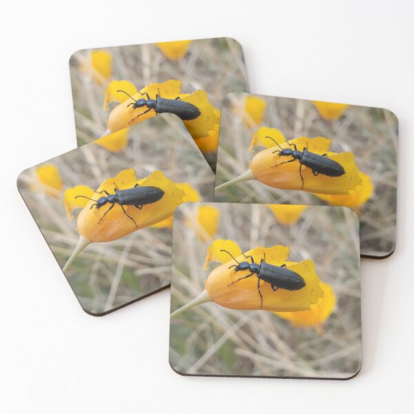 Item preview, Blister beetle on poppy designed and sold by schmidy-botany.