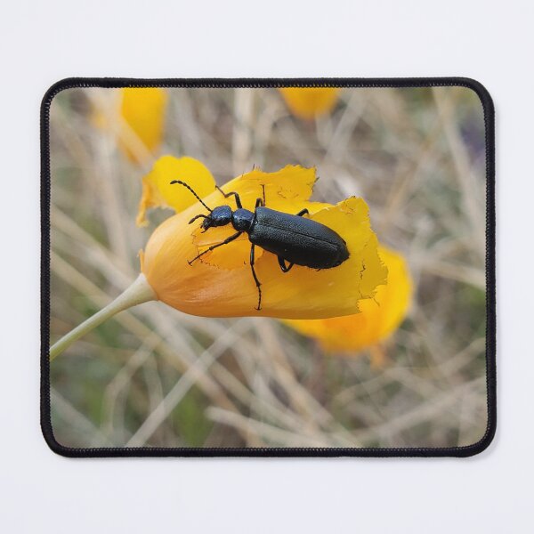 Artikelvorschau, Blister beetle on poppy entworfen und verkauft von schmidy-botany.