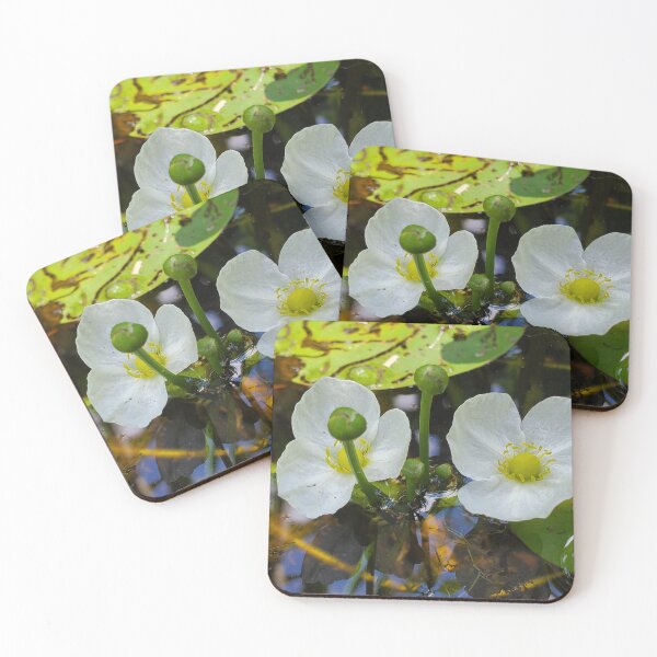 Item preview, Burhead near shore designed and sold by schmidy-botany.