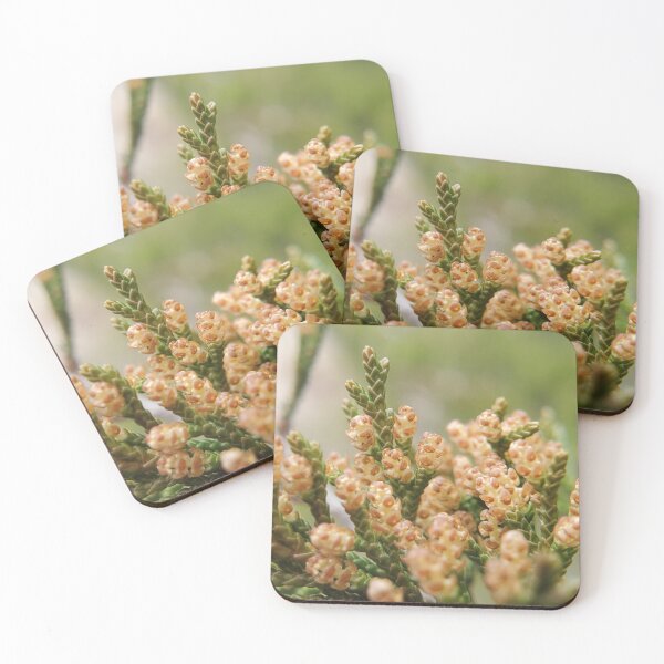 Item preview, Eastern redcedar in spring designed and sold by schmidy-botany.