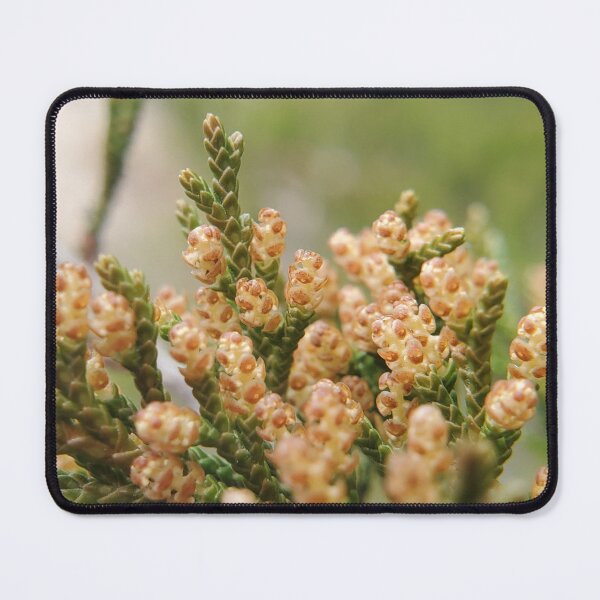 Item preview, Eastern redcedar in spring designed and sold by schmidy-botany.