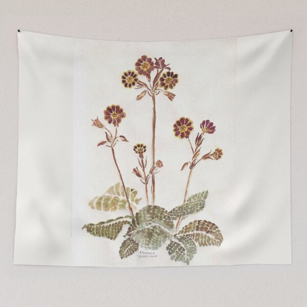 Item preview, Primula 'Gold Lace' - Botanical illustration designed and sold by Maree Clarkson .