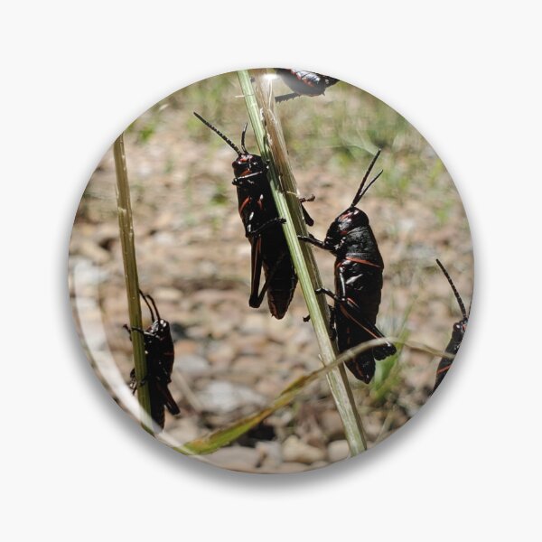 Item preview, Lubber grasshopper nymphs designed and sold by schmidy-botany.