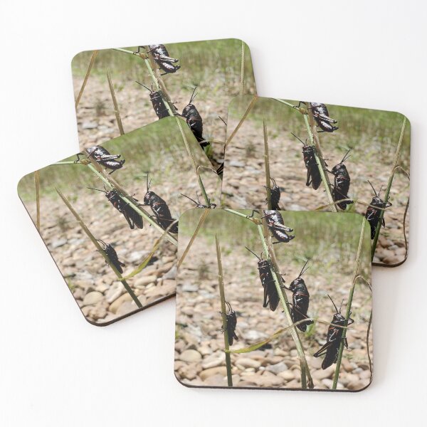 Item preview, Lubber grasshopper nymphs designed and sold by schmidy-botany.