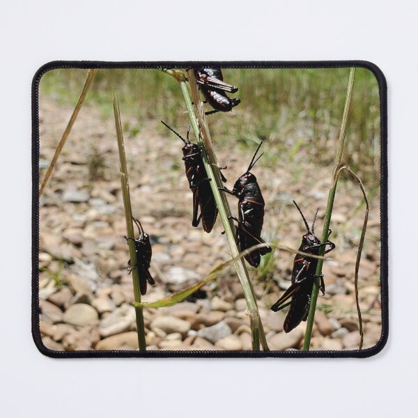 Item preview, Lubber grasshopper nymphs designed and sold by schmidy-botany.