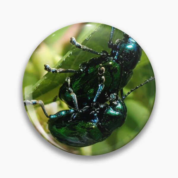 Artikelvorschau, Dogbane leaf beetle cling to a leaf entworfen und verkauft von schmidy-botany.