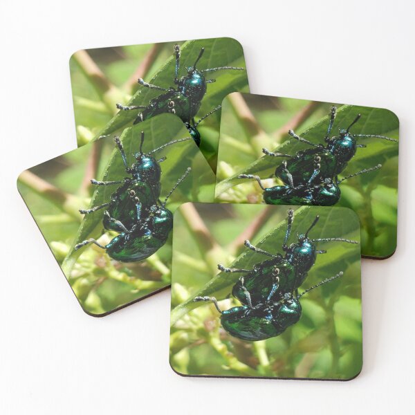 Artikelvorschau, Dogbane leaf beetle cling to a leaf entworfen und verkauft von schmidy-botany.