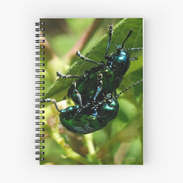 Item preview, Dogbane leaf beetle cling to a leaf designed and sold by schmidy-botany.