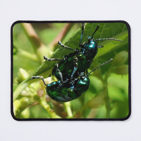Artikelvorschau, Dogbane leaf beetle cling to a leaf entworfen und verkauft von schmidy-botany.